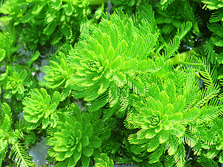 摩根娱乐登录美人蕉