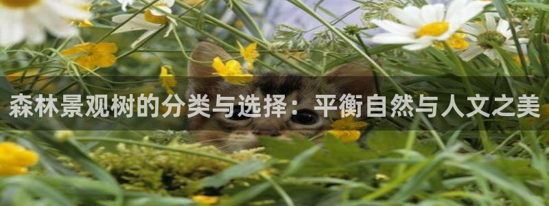 摩根娱乐注册章7O777:森林景观树的分类与选择:平衡自然与人文之美