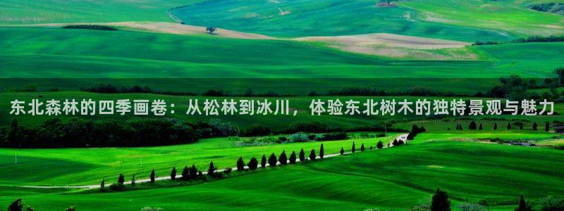 泉州摩根会娱乐保安公司:东北森林的四季画卷:从松林到冰川,体验东北树木的独特景观与魅力